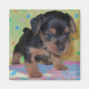 Recherche de yorkie magnets Chiens