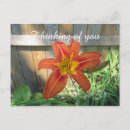 Recherche de fleur de lis photographie Botanique