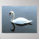 Suche nach schwan poster Vogel
