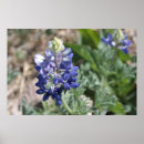 Suche nach texas bluebonnet poster Flora