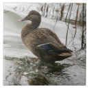 Recherche de canards carreaux Étang