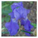 Suche nach iris fliesen Blau