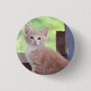 Suche nach ingwer buttons Haustiere