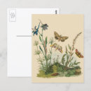 Recherche de chenille cartes postales Papillons