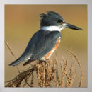 Suche nach quitte poster Vögel