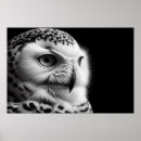 Recherche de hibou blanc posters Noir et blanc