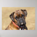 Suche nach boxer dog poster Bob und pam sprache