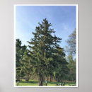 Suche nach evergreen poster Immergrün