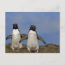 Recherche de de pingouin cartes postales Inepte