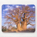 Recherche de le botswana tapis souris Safari