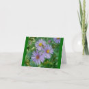Suche nach lila aster Pflanze