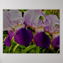 Suche nach blume foto poster Iris