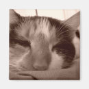 Recherche de minou de minou magnets Calicot