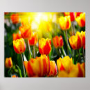 Recherche de tulipe posters Fleurs