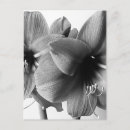 Recherche de amaryllis cartes postales Fleur