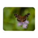 Suche nach kleiner schmetterling magnete Natur