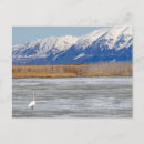 Suche nach tundra postkarten Vögel