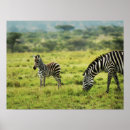 Suche nach zebradruck poster Zebraposter