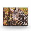 Suche nach gestreift krüge Zebra