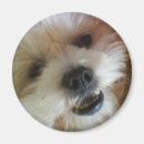 Recherche de de bruit animal magnets Chien