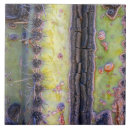 Suche nach saguaro fliesen Arizona