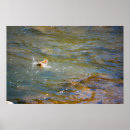 Suche nach süßwasser poster Regenbogenforelle
