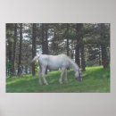 Recherche de un cheval blanc art Élégant