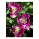 Suche nach lila tulpe poster Niedlich