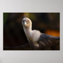 Suche nach ausgebreitet poster Flügel