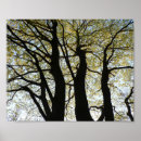 Suche nach großer baum poster Park