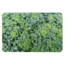Recherche de brocoli magnets Légumes