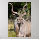 Recherche de antilopes posters Faune