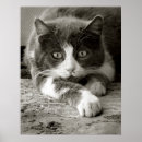 Suche nach spielend poster Kätzchen