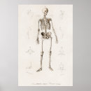 Suche nach medizinisches diagramm poster Arzt