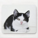 Recherche de chatons blancs tapis souris Nature