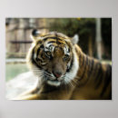 Suche nach bengalischer tiger poster Katze