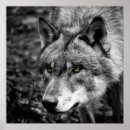 Suche nach schwarz weißer wolf poster Wild