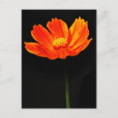 Recherche de fleur cosmo cartes postales Floral