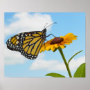 Recherche de pureté posters Nature