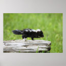 Suche nach skunk poster Wild lebende tiere