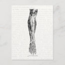 Suche nach bein anatomie postkarten Muskeln