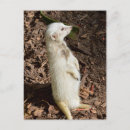 Suche nach erdmännchen postkarten Suricata