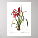 Suche nach amaryllis poster Botanisch