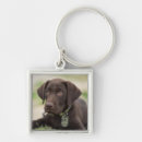 Suche nach schokolade labrador accessoires Farbbild