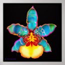 Suche nach cattleya poster Pflanze