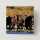 Recherche de ours brun badges Faune