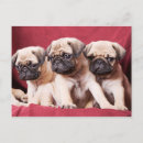 Recherche de de carlin cartes postales Animal