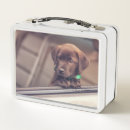 Suche nach schokolade brotdosen Labrador retriever