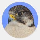 Suche nach falcon aufkleber Vögel
