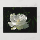 Recherche de gardenia cartes postales Nature